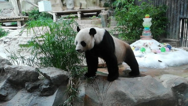 ครบ 1 ปีคิดถึง"ช่วง ช่วง"