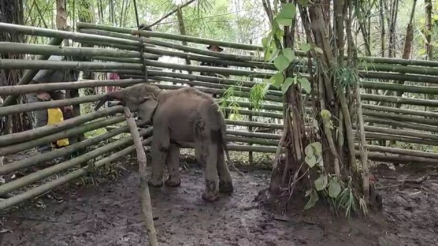 ทีมสัตวแพทย์เตรียมย้ายคอกลูกช้างพลัดหลงแม่