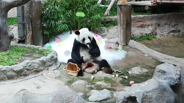 ครบ 1 ปีคิดถึง"ช่วง ช่วง"