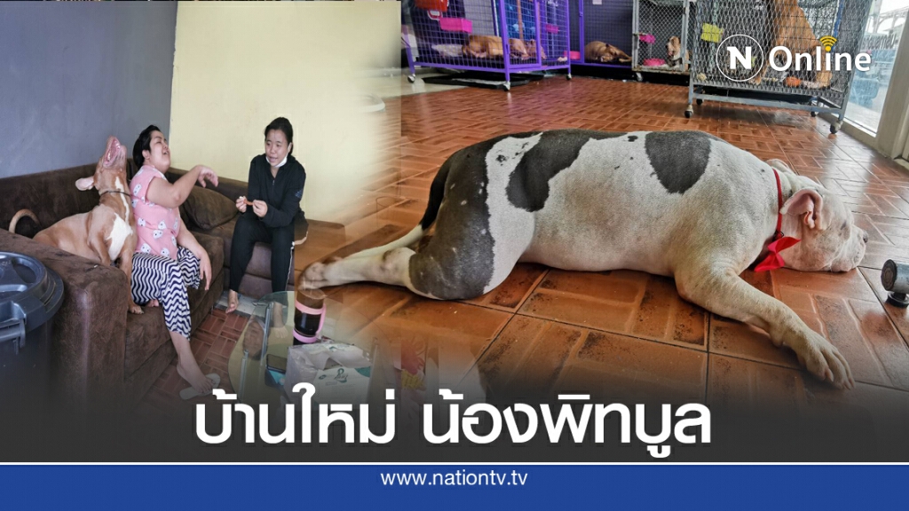 ฝูงพิทบูล ทั้ง 6 ได้บ้านใหม่ จากผู้ใจบุญ ฝูงพิทบูล ทั้ง 6 ได้บ้านใหม่ จากผู้ใจบุญ