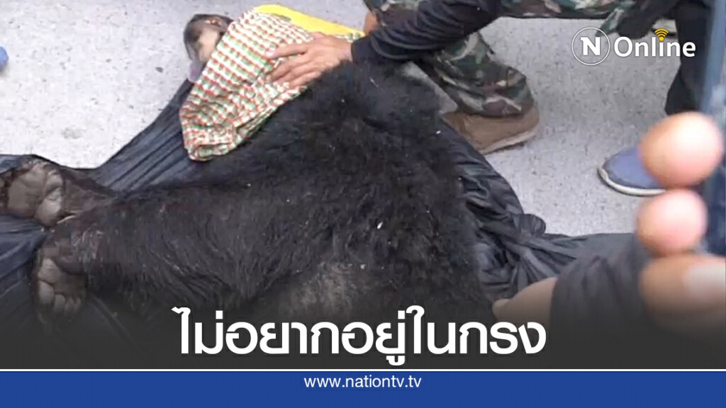 เตรียมย้ายหมีควายไปเขาค้อ หลังพยายามแหกกรงขัง เตรียมย้ายหมีควายไปเขาค้อ หลังพยายามแหกกรงขัง