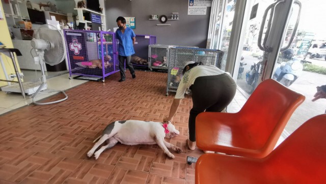 ฝูงพิทบูล ทั้ง 6 ได้บ้านใหม่ จากผู้ใจบุญ