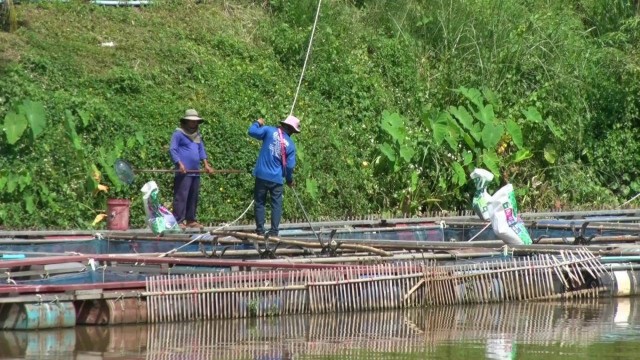เตือนเกษตรกรเลี้ยงปลากระชัง รับมือพายุ "โนอึล"