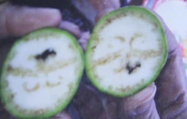 ซุกมะเขือใต้โลงศพ ผ่าออกได้เลขนำไปซื้อหวยฟัน 12 ล.บ.