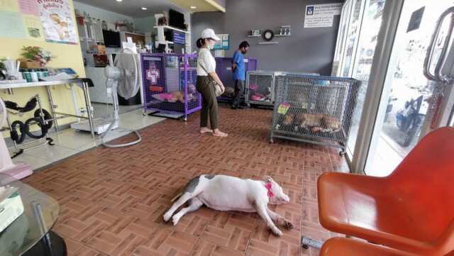 ฝูงพิทบูล ทั้ง 6 ได้บ้านใหม่ จากผู้ใจบุญ