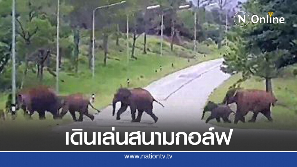 ช้างป่าเดินเที่ยวหากินสนามกอล์ฟ ช้างป่าเดินเที่ยวหากินสนามกอล์ฟ