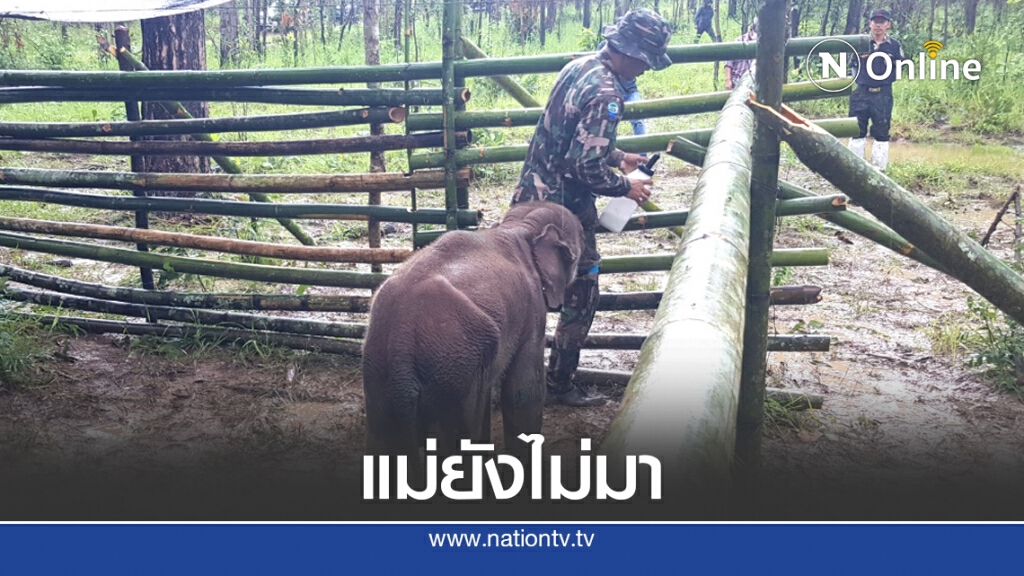 ลูกช้างยังรอ หน.อช.น้ำหนาวยันไม่มีแม่ช้างถูกทำร้าย