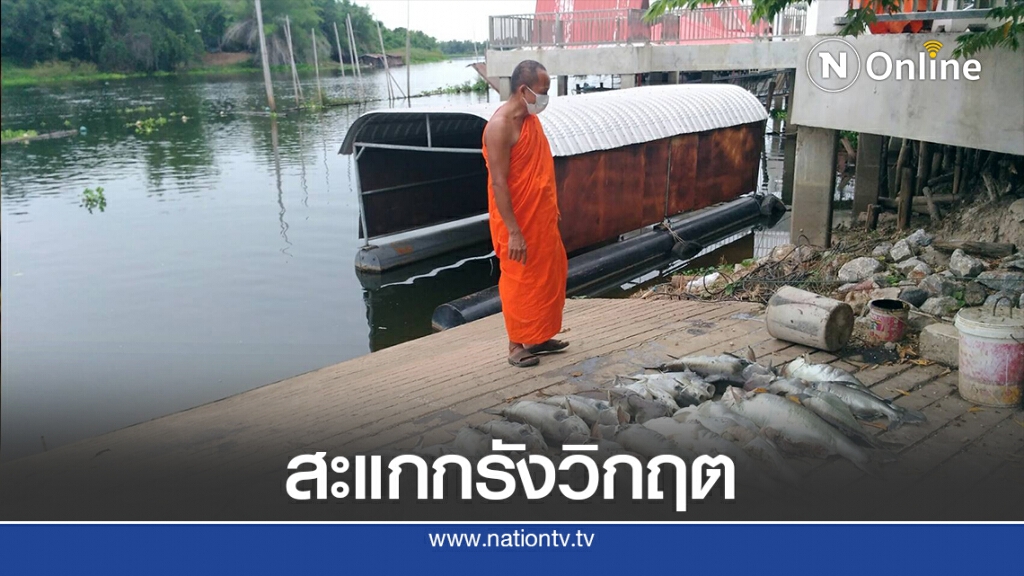สะแกกรังวิกฤตรุนแรง ปลาวังมัจฉาวัดท่าซุงตายวันละ 100 ตัว