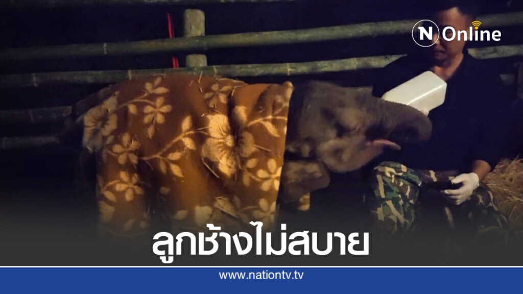 ลูกช้างพลัดหลงแม่อ่อนเพลียต้องให้น้ำเกลือและยาปฏิชีวนะ