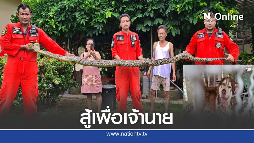 สุนัขไซบีเรียนผู้ภักดี สู้กับงูเหลือมยาว 5 เมตรป้องเจ้านาย สุนัขไซบีเรียนผู้ภักดี สู้กับงูเหลือมยาว 5 เมตรป้องเจ้านาย