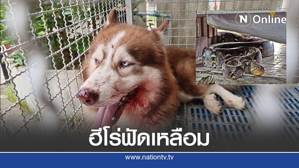 งูเหลือมขนาดใหญ่เลื้อยเข้าบ้าน เจอไซบีเรียนฟัดเลือดสาด