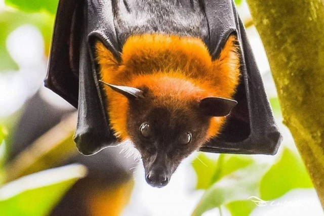 ค้างคาวบุกยึดอุทยานสวรรค์ "อ.เจษ" แนะถ้าไม่เก็บไว้เป็นแหล่งท่องเที่ยว ให้เจ้าหน้าที่ไปทำการไล่ทุกวัน