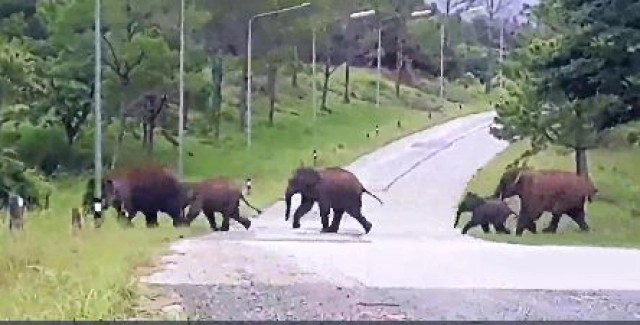 ช้างป่าเดินเที่ยวหากินสนามกอล์ฟ