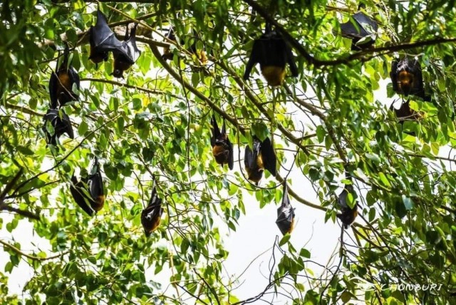 ค้างคาวบุกยึดอุทยานสวรรค์ "อ.เจษ" แนะถ้าไม่เก็บไว้เป็นแหล่งท่องเที่ยว ให้เจ้าหน้าที่ไปทำการไล่ทุกวัน