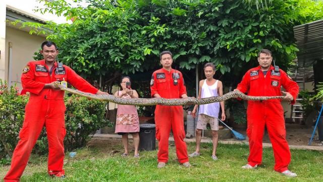 สุนัขไซบีเรียนผู้ภักดี สู้กับงูเหลือมยาว 5 เมตรป้องเจ้านาย