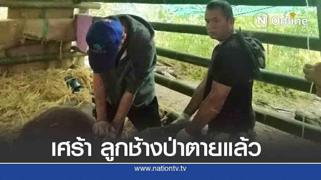 ลูกช้างป่าที่พลัดหลงแม่ เสียชีวิตแล้วที่อุทยานฯน้ำหนาว