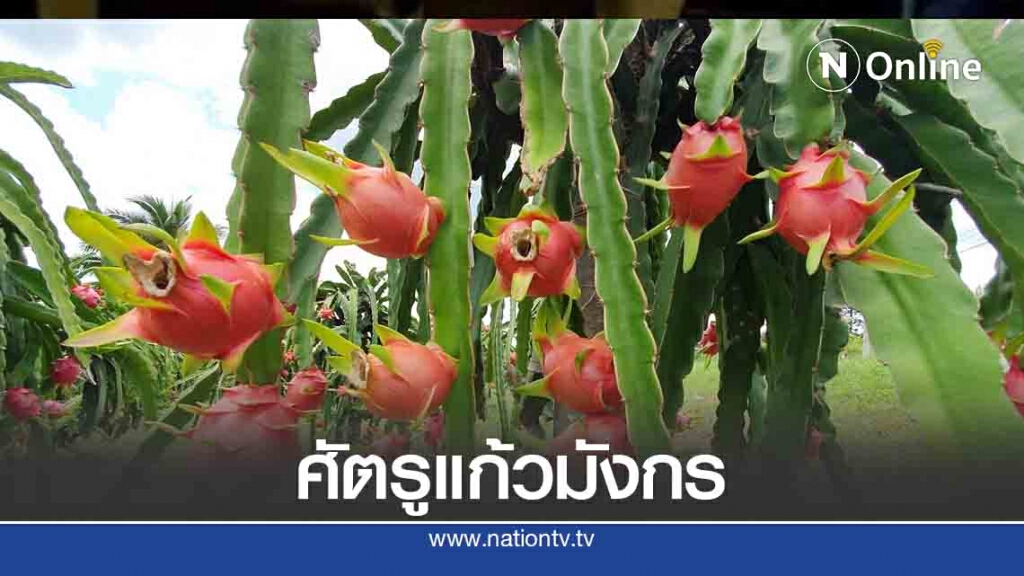 ภูเรือรณรงค์กำจัดแมลงวันในสวนแก้วมังกร