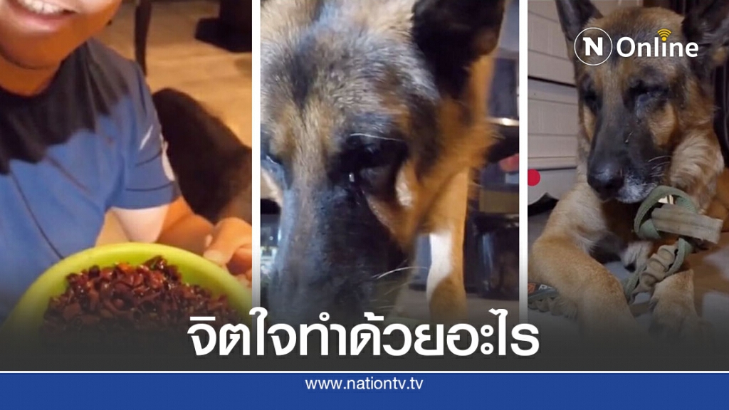 คนเบาปัญญา หมาเดือดร้อน คนเบาปัญญา หมาเดือดร้อน