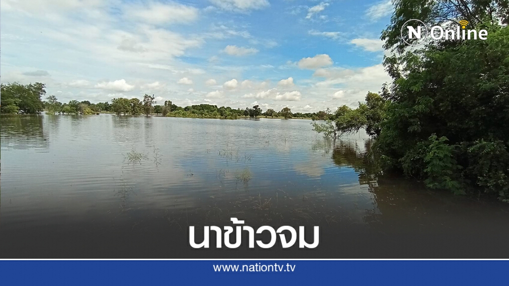พิษโนอึน ทำน้ำท่วมนาข้าวเกษตรกรโนนสูง พิษโนอึน ทำน้ำท่วมนาข้าวเกษตรกรโนนสูง