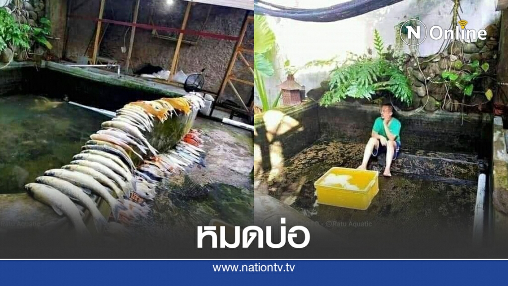 หนุ่มมาเลย์ซึม ปลาคาร์ฟเจอน้ำใหม่ตายยกบ่อ