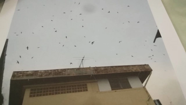 ร้องนายทุนแอบเลี้ยงนกนางแอ่นกลางเมืองพิษณุโลก