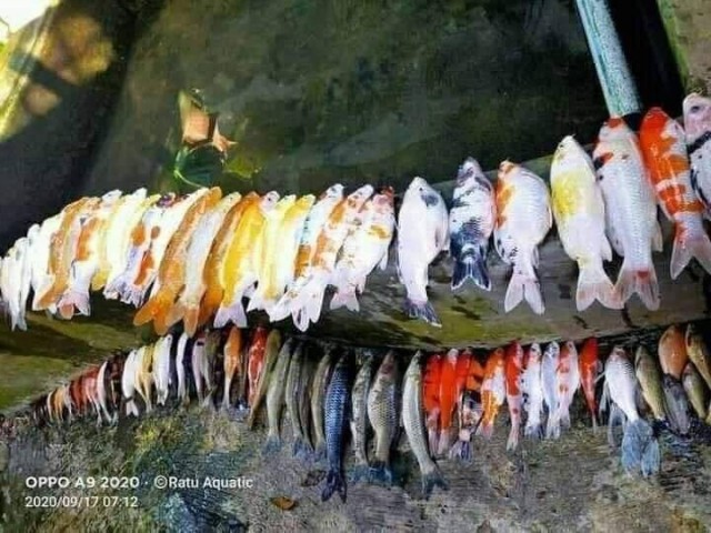 หนุ่มมาเลย์ซึม ปลาคาร์ฟเจอน้ำใหม่ตายยกบ่อ