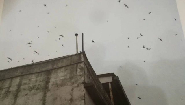 ร้องนายทุนแอบเลี้ยงนกนางแอ่นกลางเมืองพิษณุโลก