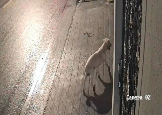 ตามหา"เจ้าตุ๊"-ถูกตุ๊กตุ๊ก อุ้มหายกลางดึก