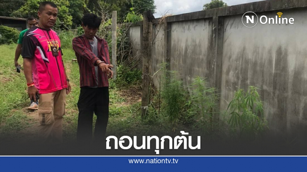 หนุ่มแอบปลูกกัญชา 20 ต้น อ้างไว้ใส่ต้มไก่ และสูบรักษาโรค หนุ่มแอบปลูกกัญชา 20 ต้น อ้างไว้ใส่ต้มไก่ และสูบรักษาโรค