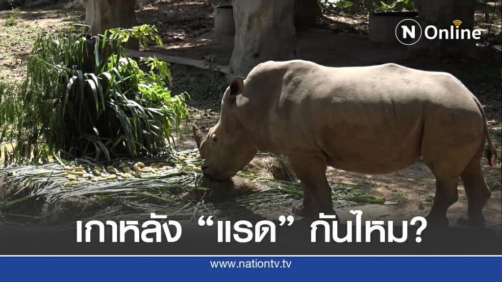 บุฟเฟ่ต์อาหารแรดขาว "วันแรดโลก" ให้เกาหลังอย่างใกล้ชิด บุฟเฟ่ต์อาหารแรดขาว "วันแรดโลก" ให้เกาหลังอย่างใกล้ชิด