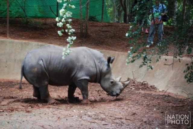 22 กันยายน วันแรดโลก