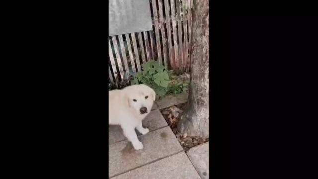 ได้เบาะแส! ตุ๊กตุ๊กเชียงใหม่ ขโมยหมา