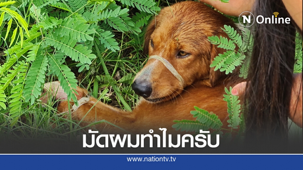 มัดปาก-ขา สุนัขโยนทิ้งผจญชะตากรรมข้างถนน มัดปาก-ขา สุนัขโยนทิ้งผจญชะตากรรมข้างถนน