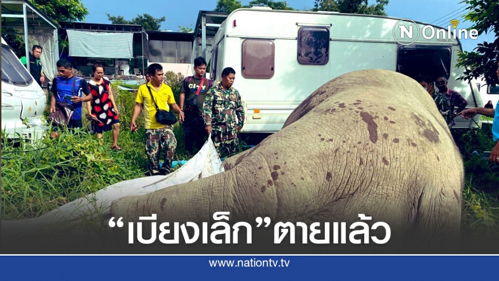 "เบียงเล็ก" ช้างป่าเขาใหญ่ไฟช็อต "เบียงเล็ก" ช้างป่าเขาใหญ่ไฟช็อต