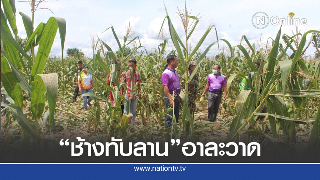 ช้างป่า "ทับลาน" บุกแปลงข้าวโพดพังยับ ช้างป่า "ทับลาน" บุกแปลงข้าวโพดพังยับ