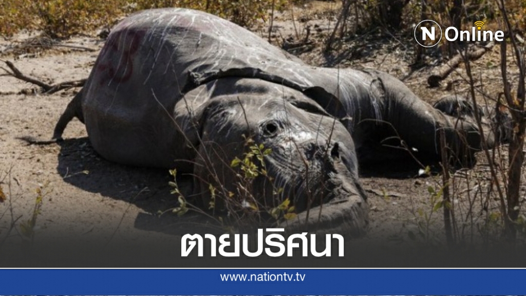ชี้ ‘ไซยาโนแบคทีเรีย’ ต้นตอการตายปริศนาของช้างกว่า 300 ตัวในบอตสวานา