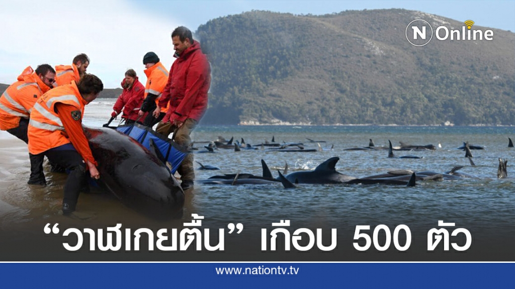 วาฬเกยตื้นออสเตรเลียตายเกือบ 400 ตัว