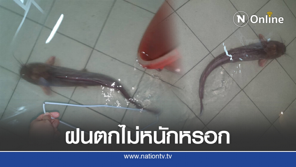 คนแห่รีทวิต "ปลาดุก" ว่ายบนพื้นบ้าน หลังฝนถล่มหนัก คนแห่รีทวิต "ปลาดุก" ว่ายบนพื้นบ้าน หลังฝนถล่มหนัก