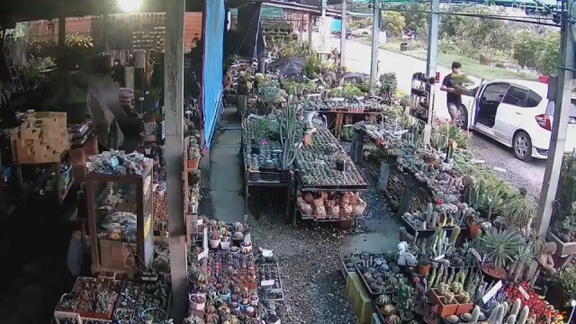 หนุ่มขับแจ๊สขโมยบอนไซราคาแพงในตลาดต้นไม้