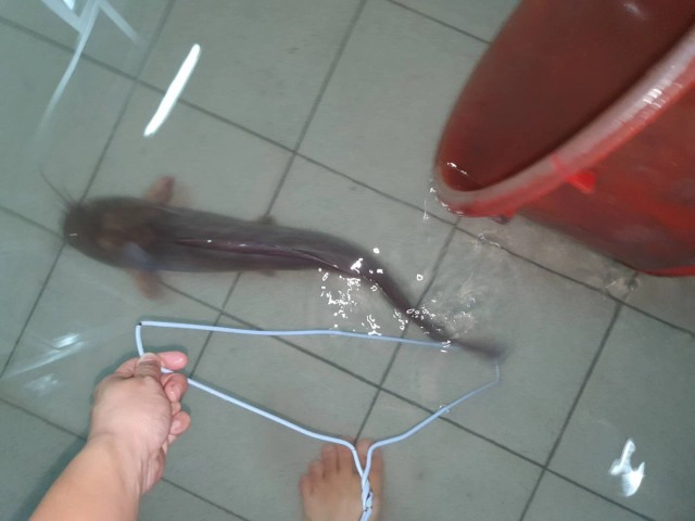 คนแห่รีทวิต "ปลาดุก" ว่ายบนพื้นบ้าน หลังฝนถล่มหนัก