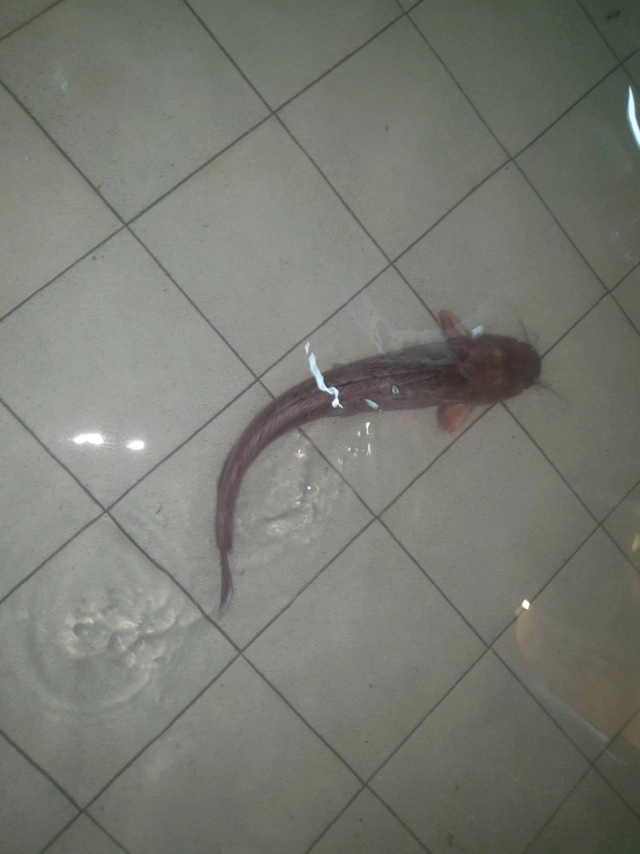 คนแห่รีทวิต "ปลาดุก" ว่ายบนพื้นบ้าน หลังฝนถล่มหนัก