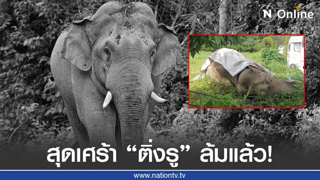 สุดเศร้า! "พลายติ่งรู​" ดาวเด่นเขาใหญ่ ถูกไฟช็อตตาย เจ้าหน้าจ่อแจ้งความต่อผู้กระทำผิด