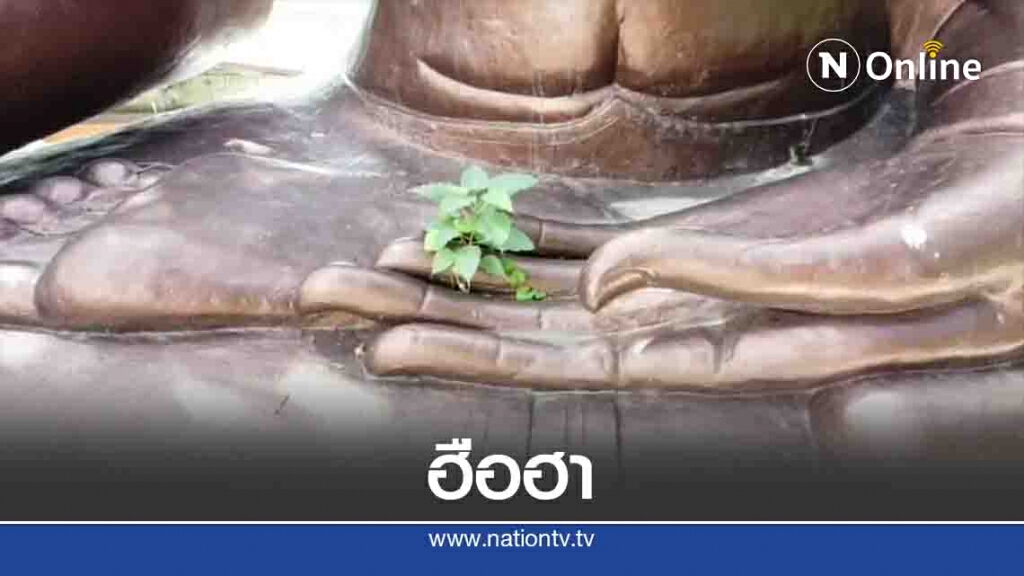 ฮือฮาต้นโพธิ์ออกปลายนิ้วพระพุทธรูปสิงห์หนึ่ง ฮือฮาต้นโพธิ์ออกปลายนิ้วพระพุทธรูปสิงห์หนึ่ง