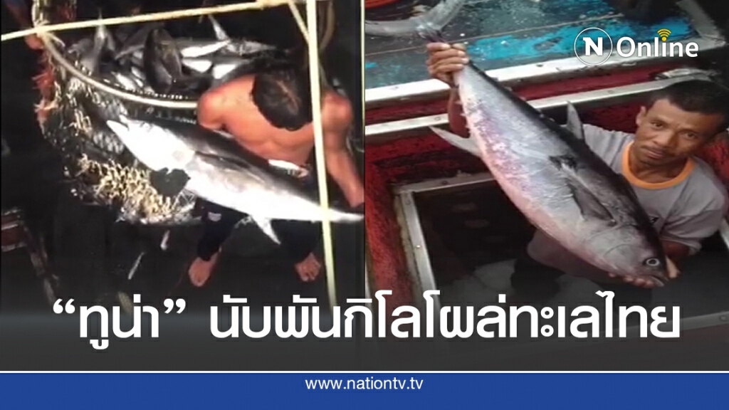 จับปลาทูน่านับพันกิโลกรัม จับปลาทูน่านับพันกิโลกรัม