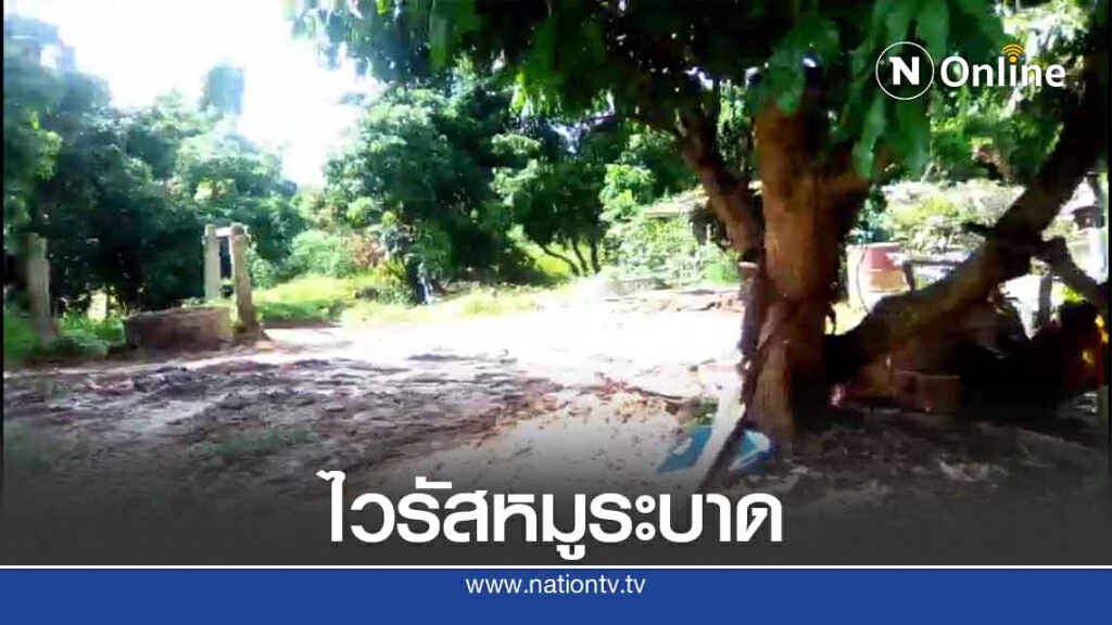 ไวรัสระบาด "แม่ทะ"-ทำลายหมูพันตัว