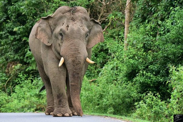 สุดเศร้า! "พลายติ่งรู​" ดาวเด่นเขาใหญ่ ถูกไฟช็อตตาย เจ้าหน้าจ่อแจ้งความต่อผู้กระทำผิด