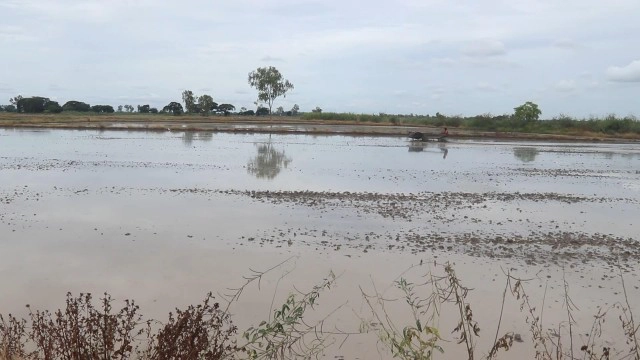 ชาวนาพิจิตร! เสี่ยงทำนาในพื้นที่น้ำท่วมซ้ำซาก