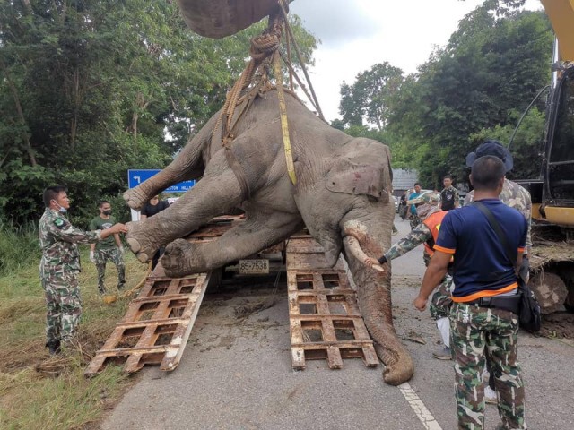 สุดเศร้า! "พลายติ่งรู​" ดาวเด่นเขาใหญ่ ถูกไฟช็อตตาย เจ้าหน้าจ่อแจ้งความต่อผู้กระทำผิด