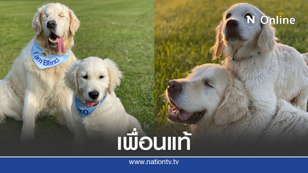 หมาใหญ่ตาบอดมีน้องหมาคู่ใจช่วยนำทาง หมาใหญ่ตาบอดมีน้องหมาคู่ใจช่วยนำทาง