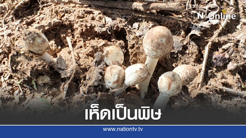 หนุ่มใหญ่ไร้เงินเก็บเห็ดมีพิษกินหามส่ง รพ.